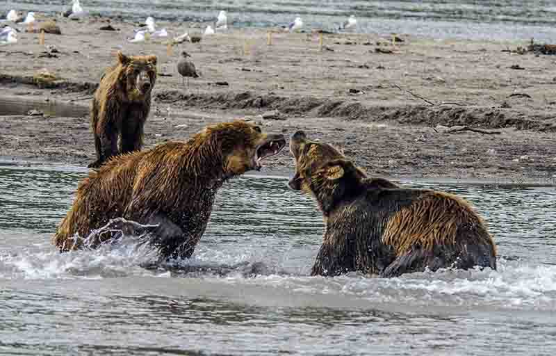 Oso Pardo - Kamchatka - Rusia 01.jpg